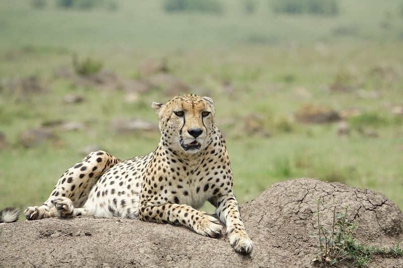 Safari Wildlife